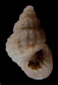Alvania&nbsp;aeoliae